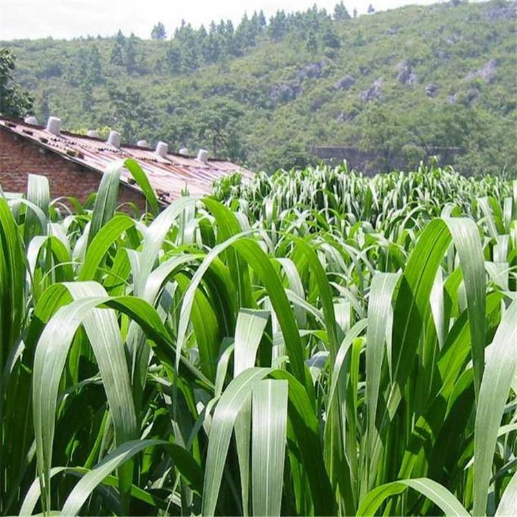 1613378807769063.jpg 高丹草.jpg