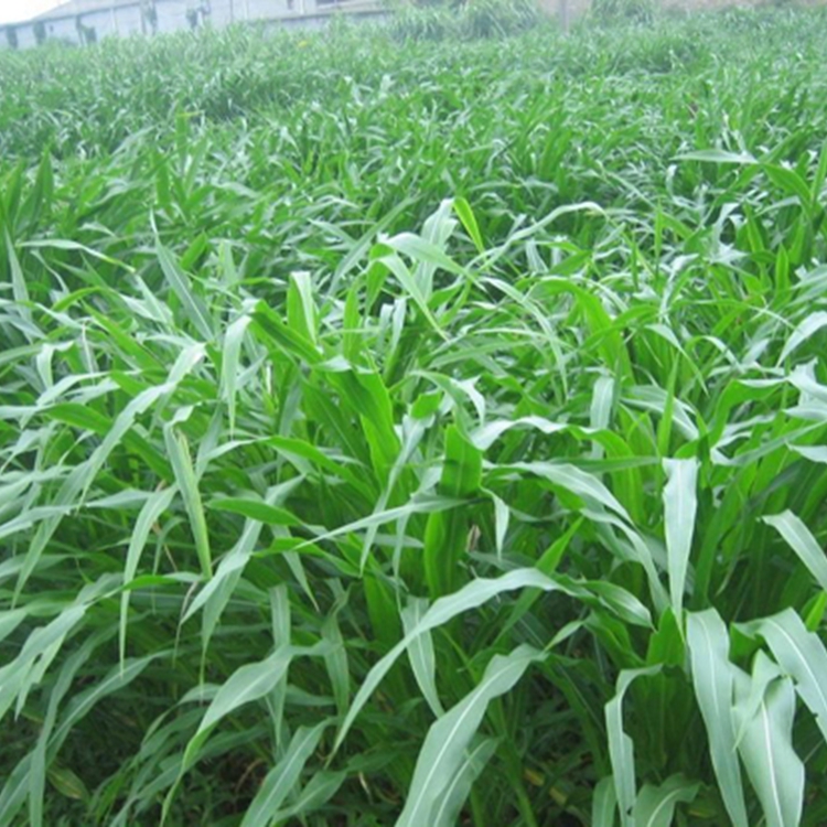 1613378934747265.jpg 高丹草10.jpg