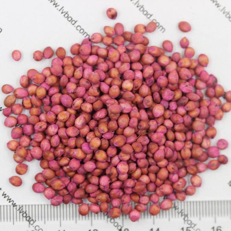 1613382183226375.jpg 高丹草8.jpg