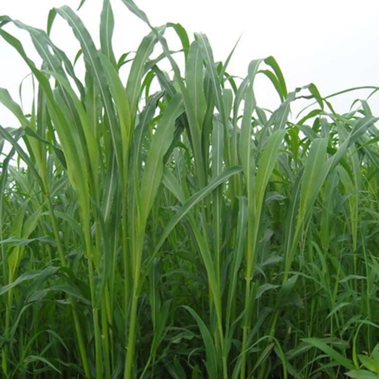 1613382288726991.jpg 高丹草9.jpg