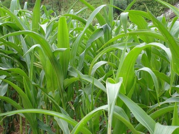 1614153205346585.jpg 蘇丹草1600.jpg