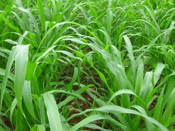 1614171705570611.jpg 高丹草.jpg