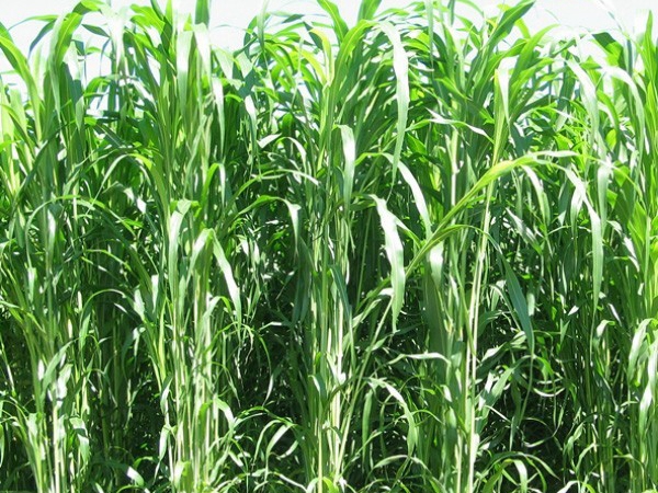 1615209320594506.jpg 高丹草2.jpg