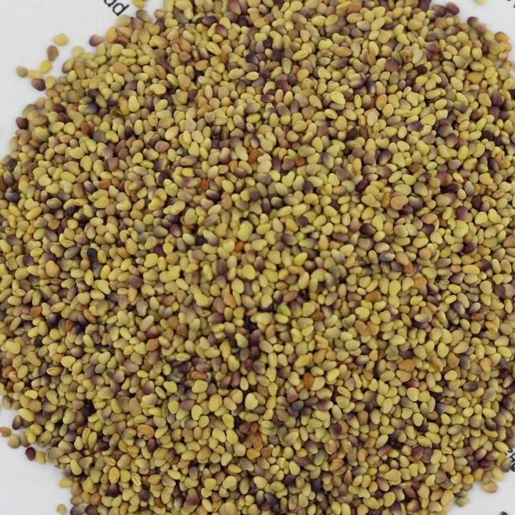 1615638266205275.jpg 紅三葉1.jpg