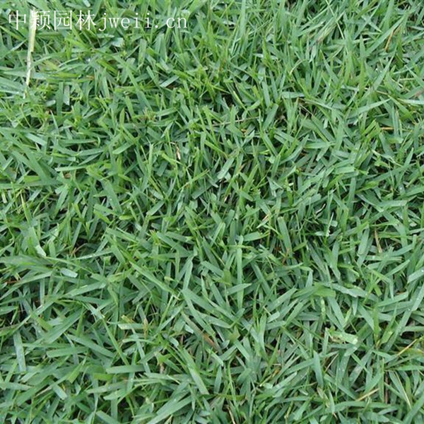 1619013535576905.jpg 結縷草4_副本.jpg