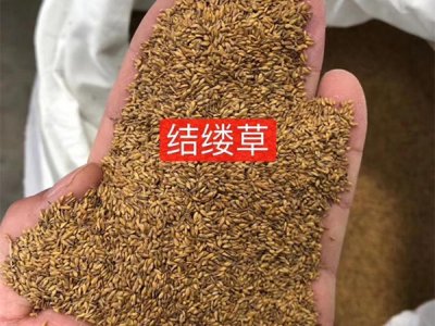 12月可以播種結縷草嗎？