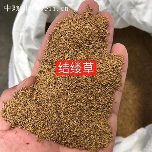 1619014722232780.jpg 結縷草11_副本.jpg