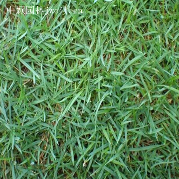 1619062618700036.jpg 結縷草2_副本.jpg