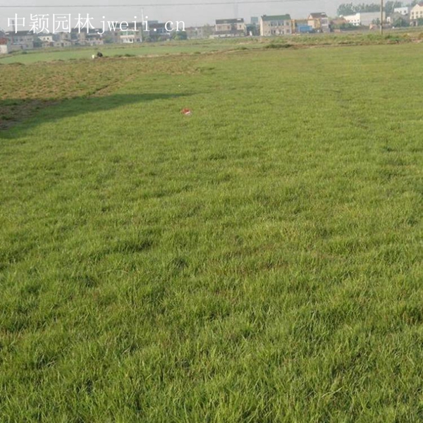 1619062640209061.jpg 結縷草5_副本.jpg