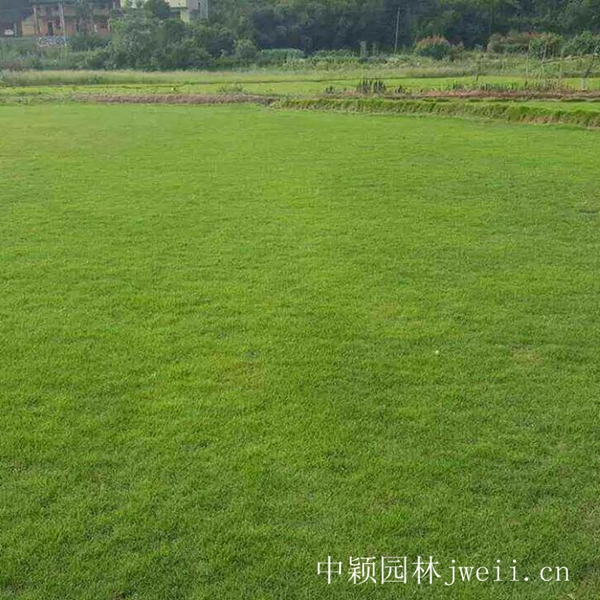 1619090616286613.jpg 結縷草8_副本.jpg