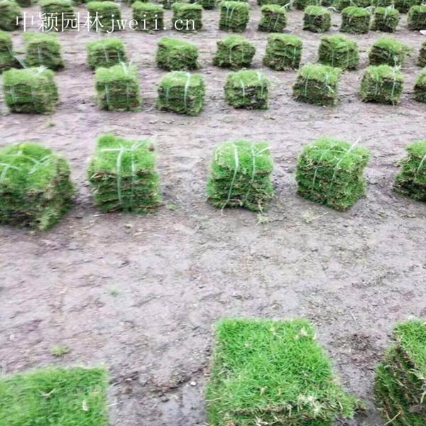 1619090630467433.jpg 結縷草7_副本.jpg