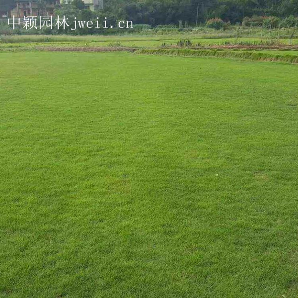 1619096479427624.jpg 結縷草15_副本.jpg