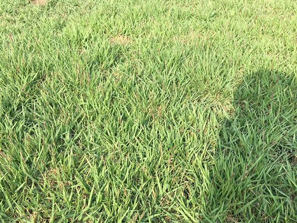 1619099012160539.jpg 結縷草1.jpg