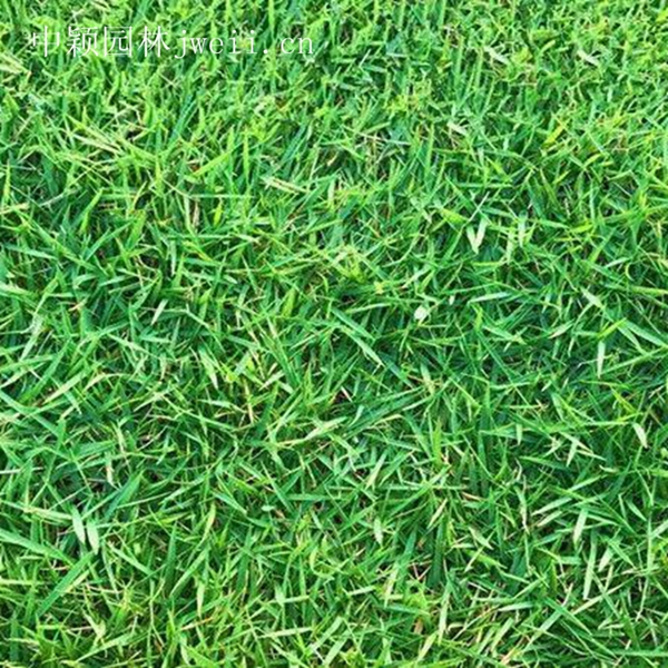 1619099023942311.jpg 結縷草3_副本.jpg