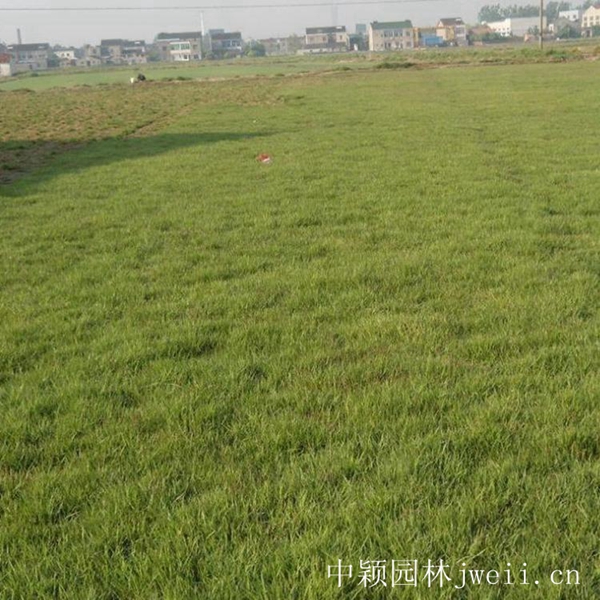 1619099055253410.jpg 結縷草14_副本.jpg