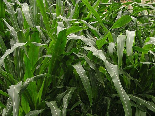 墨西哥玉米草可以直接用來喂豬嗎？如何喂養