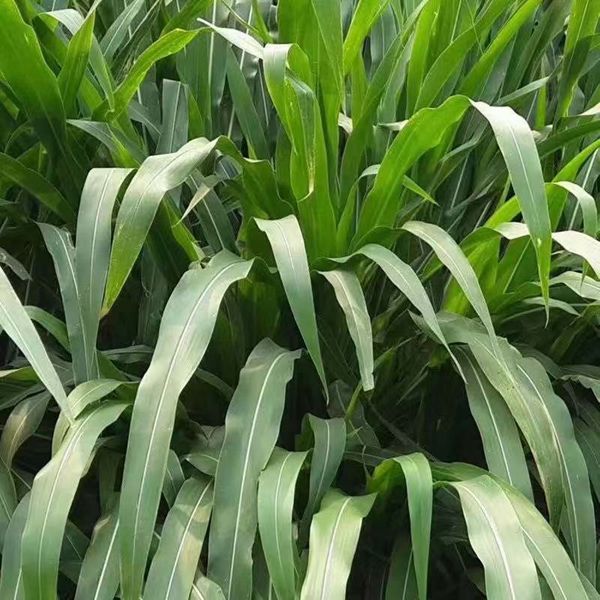 1623637098758527.jpg 墨西哥玉米草2_副本.jpg