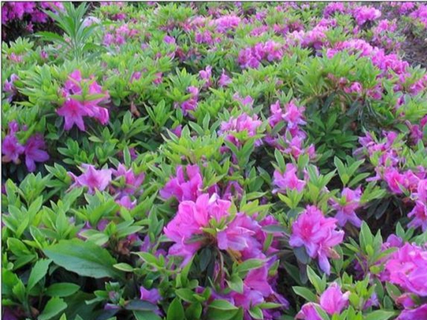 1624945059489404.jpg 夏娟.jpg