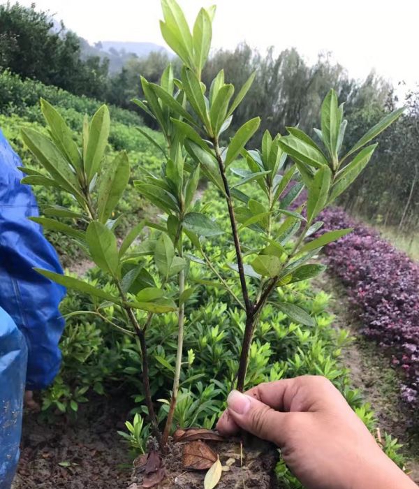 1624945145667889.jpg 夏娟5.jpg