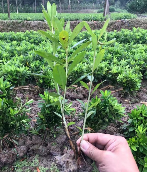 1624945152566266.jpg 夏娟6.jpg