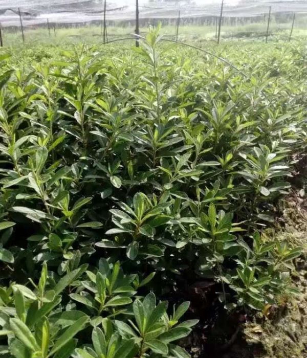 1624945170229883.jpg 夏娟9.jpg