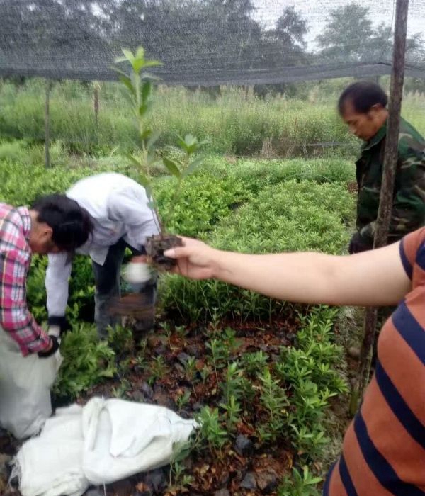 1624945177520699.jpg 夏娟10.jpg