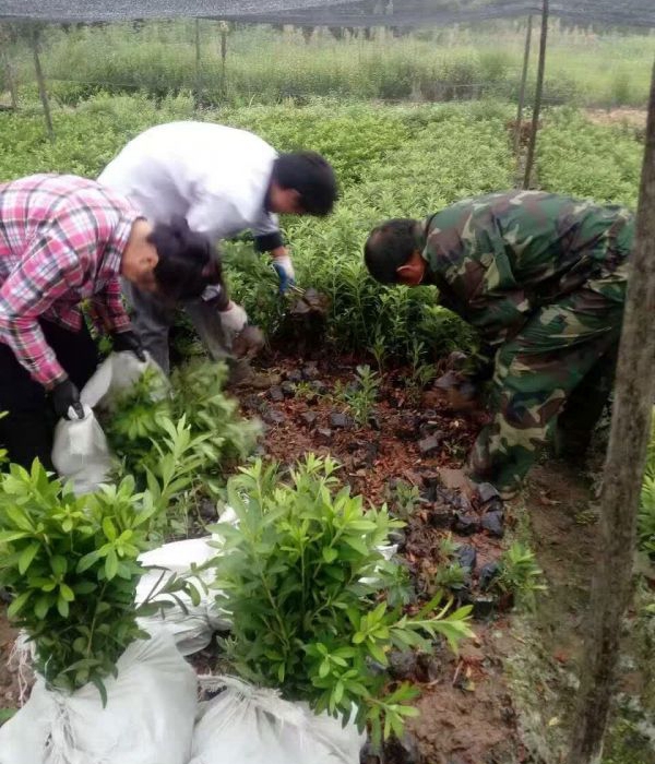 1624945184667617.jpg 夏娟11.jpg