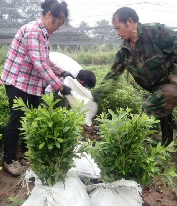 1624945192518518.jpg 夏娟12.jpg