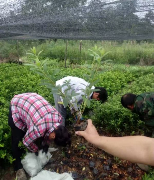 1624945201773920.jpg 夏娟13.jpg