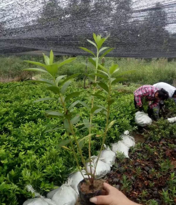 1624945215689215.jpg 夏娟14.jpg