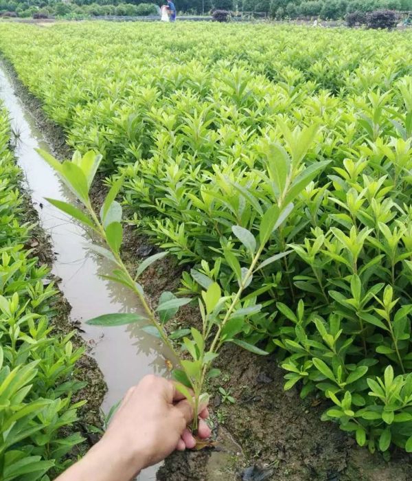 1624945227490597.jpg 夏娟15.jpg