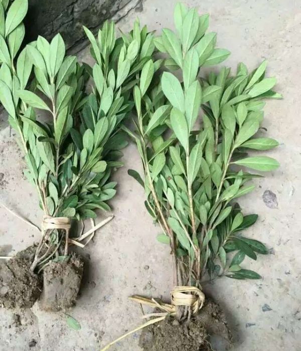 1624945242663551.jpg 夏娟16.jpg