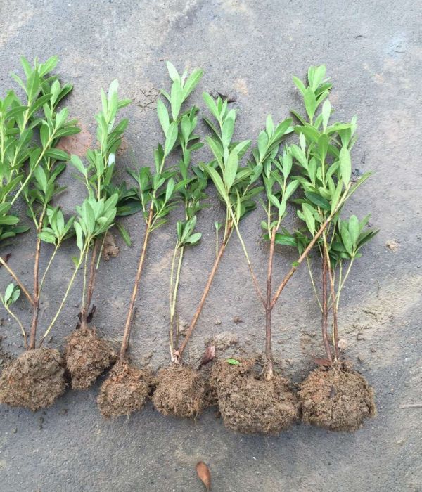 1624945248663992.jpg 夏娟17.jpg