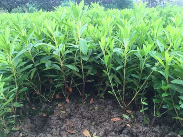 1624945273704971.jpg 夏娟20.jpg