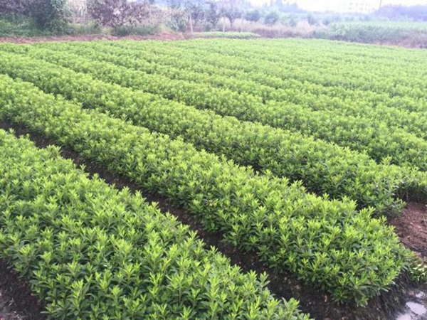 1624945279321185.jpg 夏娟21.jpg