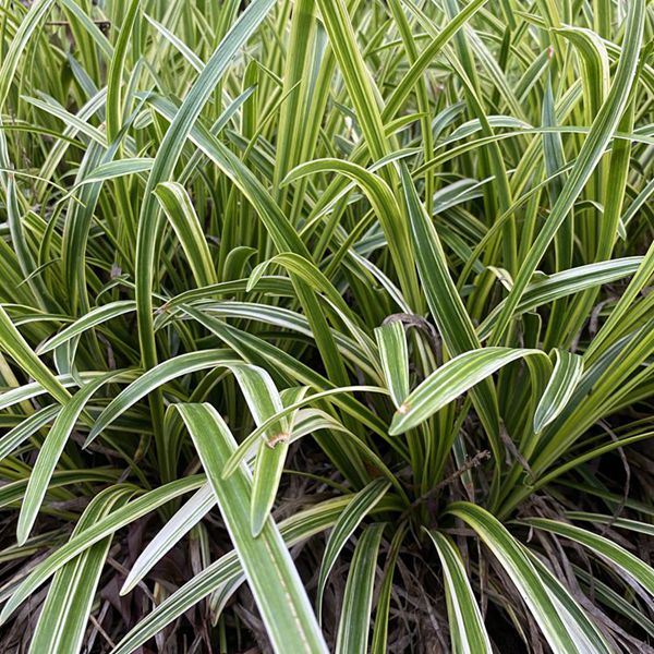 1625027481782323.jpg 金邊麥冬3_副本.jpg