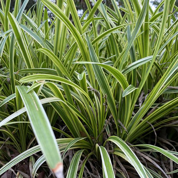 1625027493384582.jpg 金邊麥冬6_副本.jpg