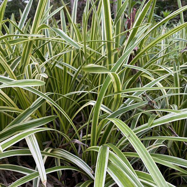 1625027498499141.jpg 金邊麥冬5_副本.jpg