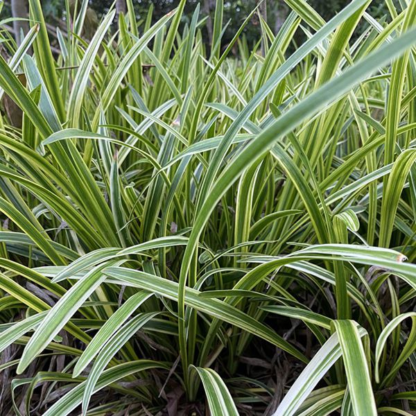 1625027502730225.jpg 金邊麥冬7_副本.jpg