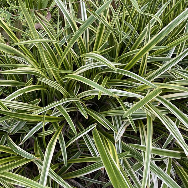 1625027507133733.jpg 金邊麥冬2_副本.jpg