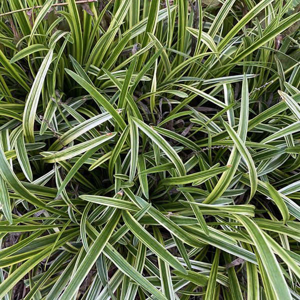 1625027931668730.jpg 金邊麥冬4_副本.jpg