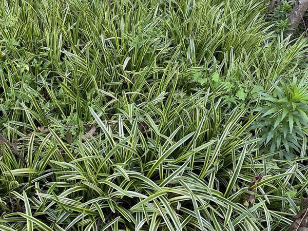 1625028562727489.jpg 金邊麥冬_副本.jpg