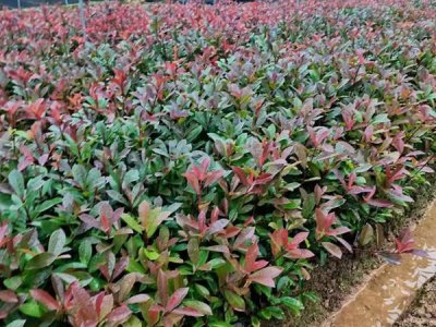 市場上最便宜的紅葉石楠在哪里