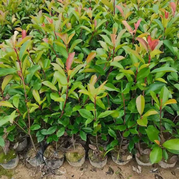 1625129485848852.jpg 紅葉石楠1_副本.jpg