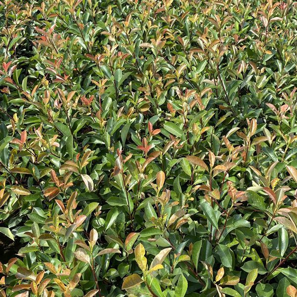 1625129500168373.jpg 紅葉石楠4_副本.jpg