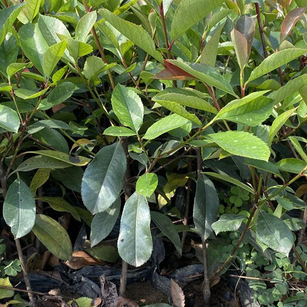 1625129517711586.jpg 紅葉石楠2_副本.jpg