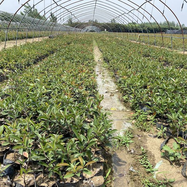 1625129528106002.jpg 紅葉石楠7_副本.jpg