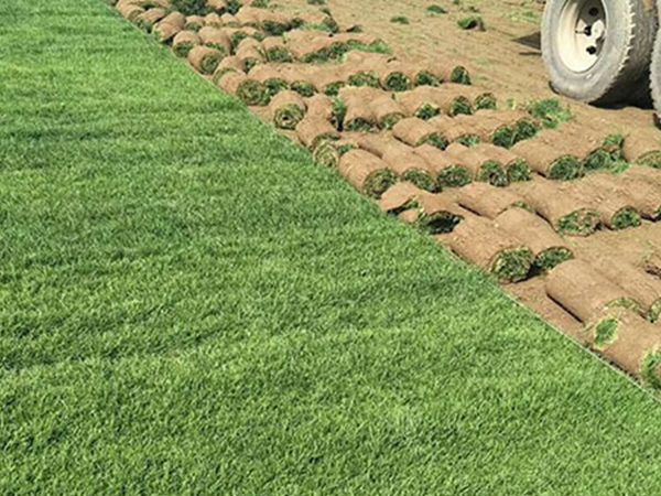 1626060897831621.jpg 早熟禾8_副本.jpg