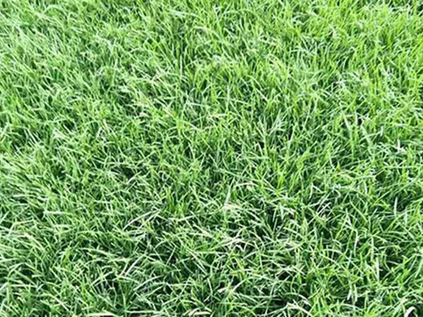 1626061978658043.jpg 早熟禾3_副本.jpg