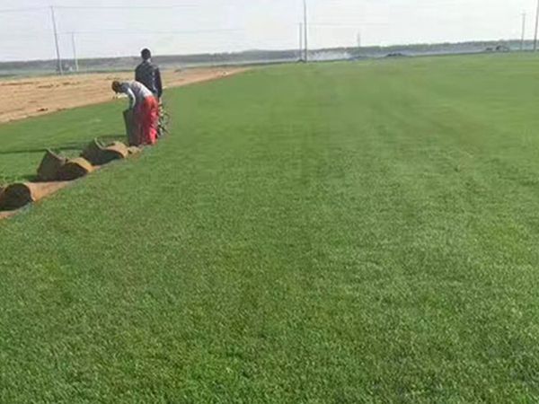 1626061990291476.jpg 早熟禾9_副本.jpg